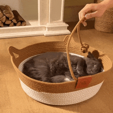 Chat dans son panier devant la cheminée