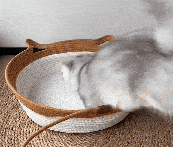 Chat qui s'installe dans le Panier Naturel Zevlo